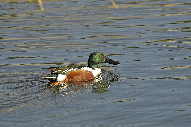 shoveller, shovellers, ducks-3.jpg - SHOVELLER - BAFFINS POND, HANTS - 13.2.08